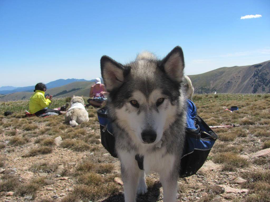 Hiking With Dogs: Rogers Pass, Colorado IMG_1721