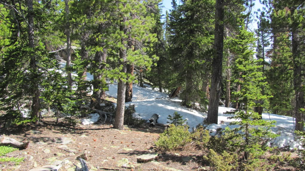 Hiking With Dogs: Signal Mountain Trail, Colorado (With Puppins' 1st Snowshoe Update) IMG_9401