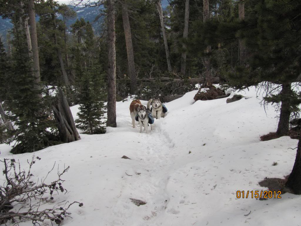 Hiking With Dogs: Signal Mountain Trail, Colorado (With Puppins' 1st Snowshoe Update) IMG_2715