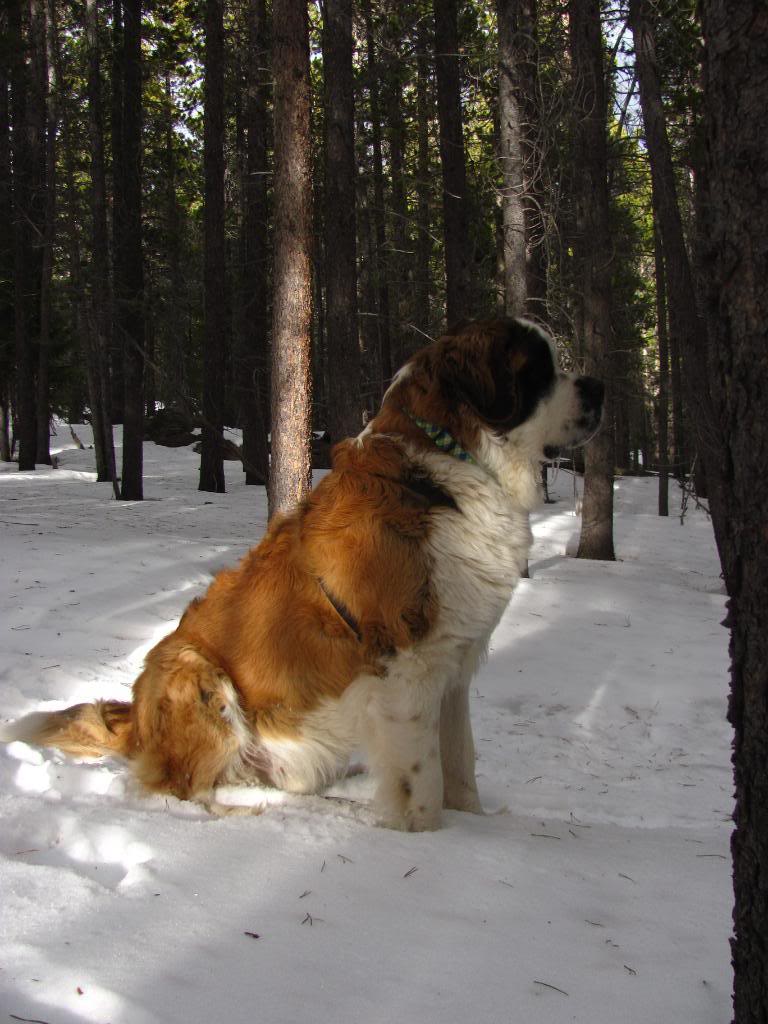 Hiking With Dogs: Signal Mountain Trail, Colorado (With Puppins' 1st Snowshoe Update) IMG_3470