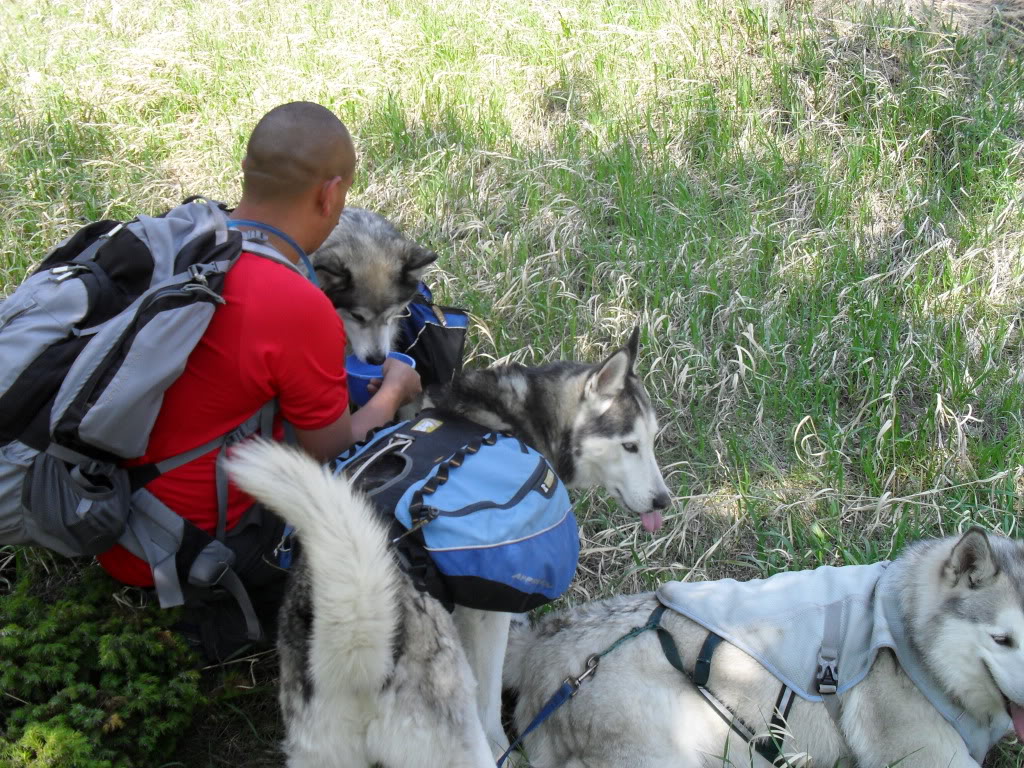 Hiking With Dogs: Signal Mountain Trail, Colorado (With Puppins' 1st Snowshoe Update) SDC11996