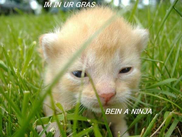 Funny Cats Catninja