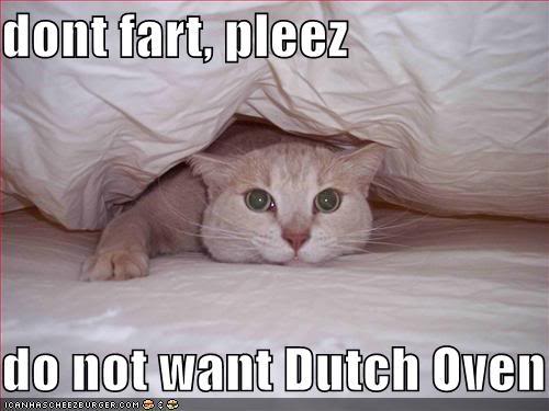 Funny Cats Dutchoven