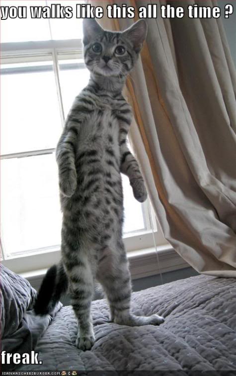 Funny Cats Funny-pictures-bipedal-cat-hates-yo