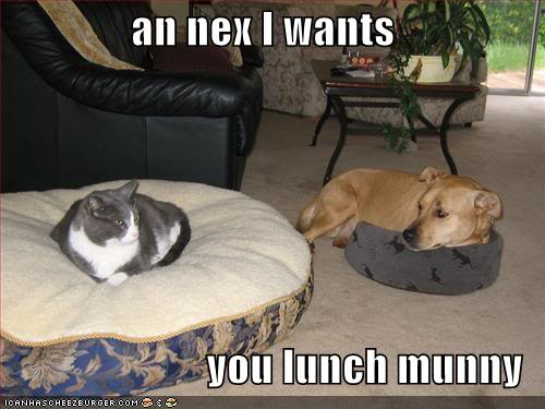 Funny Cats Funny-pictures-cat-steals-dog-bed