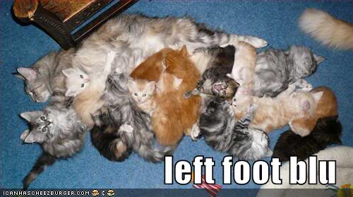 Funny Cats Funny-pictures-cats-kittens-playing