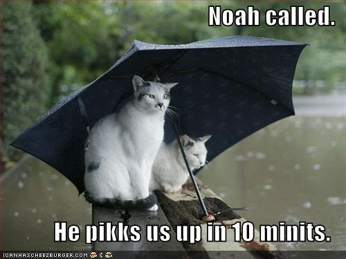 Funny Cats Funny-pictures-cats-umbrella-rain-f