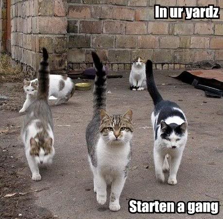 Funny Cats In-ur-yardz-starten-a-gang