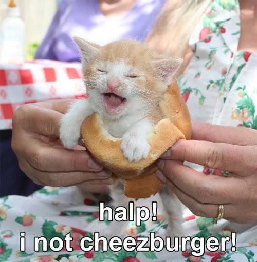 Funny Cats Iznotcheezburger