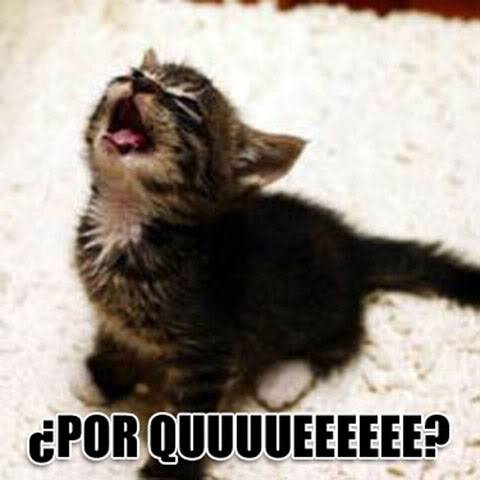 Funny Cats Porque