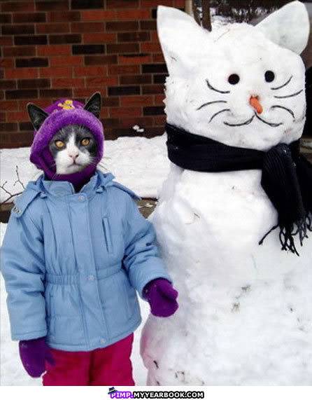 Funny Cats Snowcat