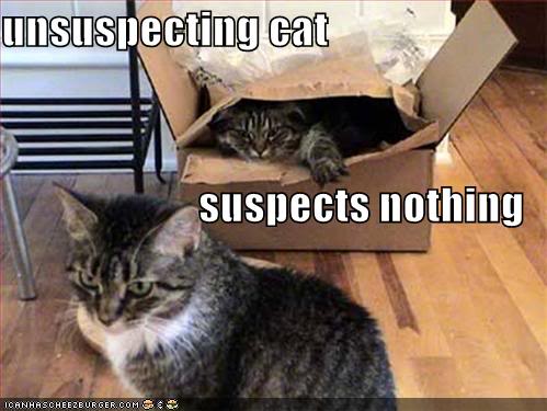 Funny Cats Unsuspectingcat