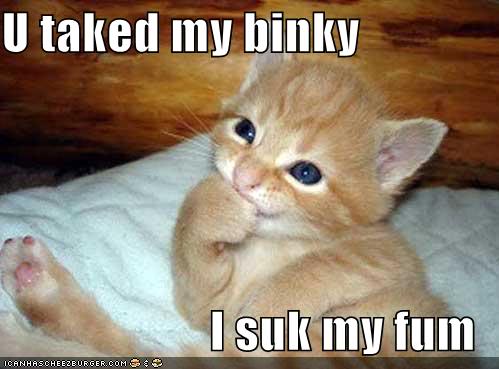 Funny Cats Utakedmybinky