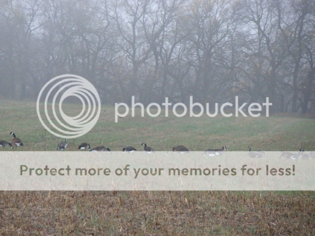 A few pics from last goose season... DSC05194