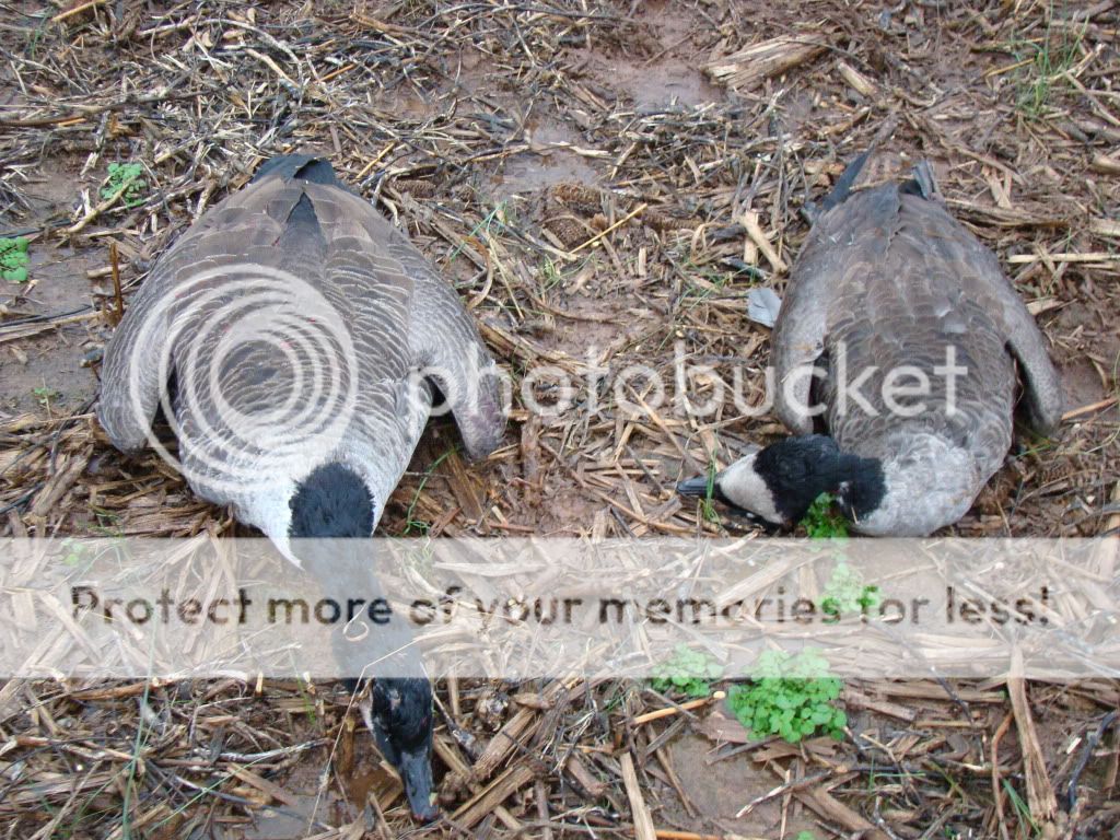 A few pics from last goose season... DSC05203