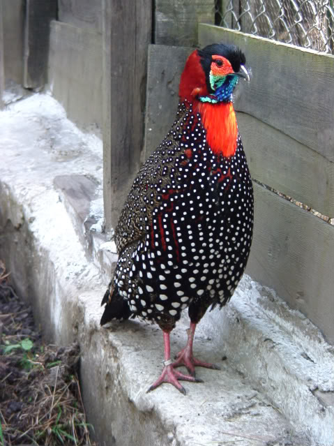 As especies de Tragopans Western_tragopan_JGC_Apr_09_55-1