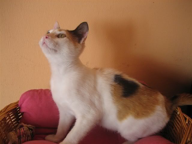 RAINBOW Mini triki preciosa ***ADOPTADA*** - Pgina 4 R4