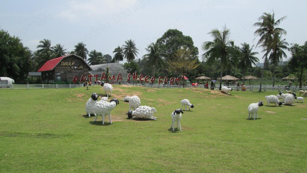 Pattaya Sheep Farm IMG_0328_zps0f15fdfc
