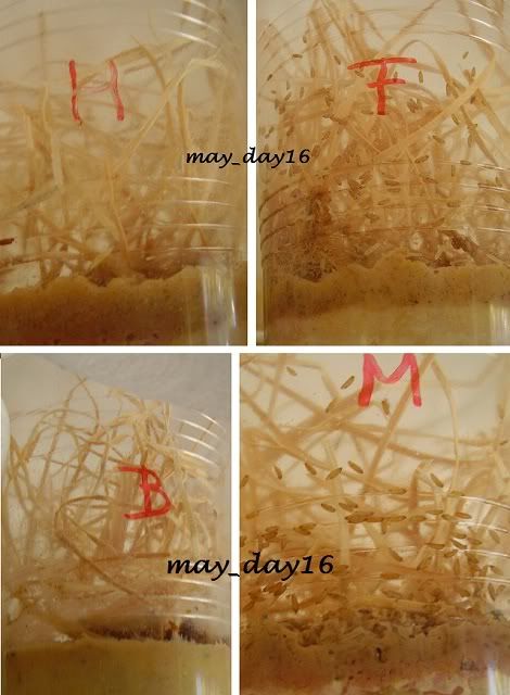 Experimento con DROSOPHILAS (Cría, cuidados e investigación) ComparacionCON