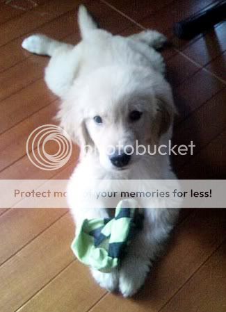 [09.09.04] Yoochun's New Dog 1252089812947577_file