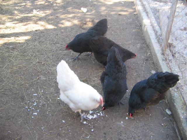 AUSTRALORP 8DC68953