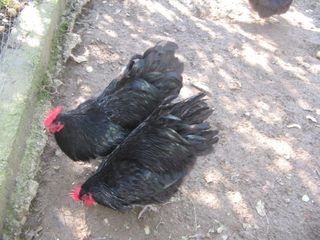 AUSTRALORP B6E70B38