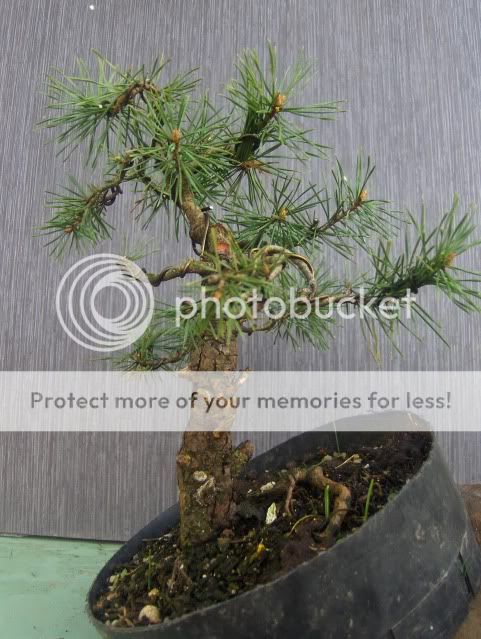 Pinus sylvestris Fotos2010011