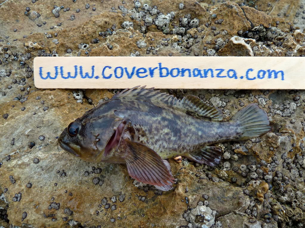 Cover Bonanza Official Float Tube give away contest page - Page 5 BonanzaGrassRockfish