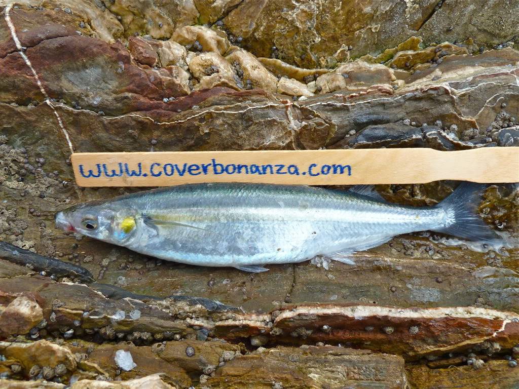 Cover Bonanza Official Float Tube give away contest page - Page 5 BonanzaJacksmelt