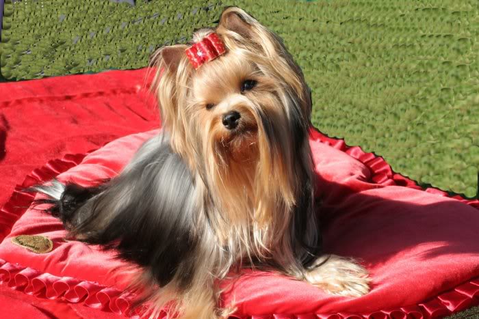 Yorkshire terrier 01