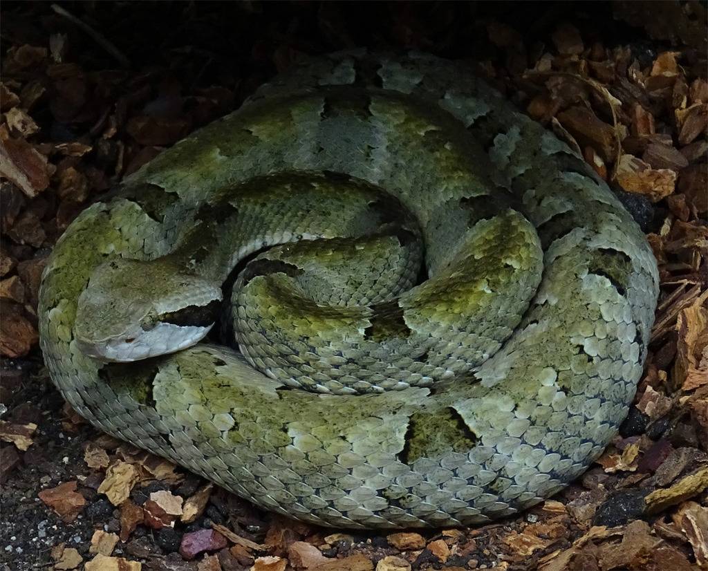 couple o' more shots Bothrops%20venezuelensis%203_zpsgmbe62it