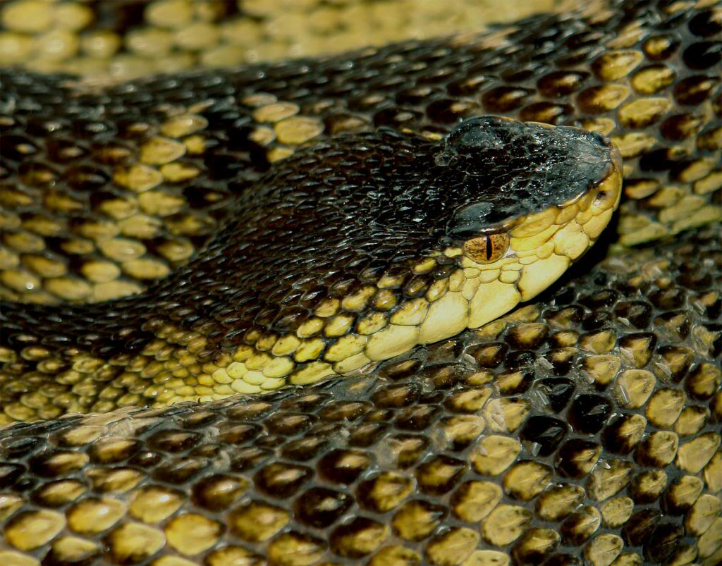 Bothrops (asper/atrox?) colombiensis Bothropscolombiensis2_zpsa50bf853