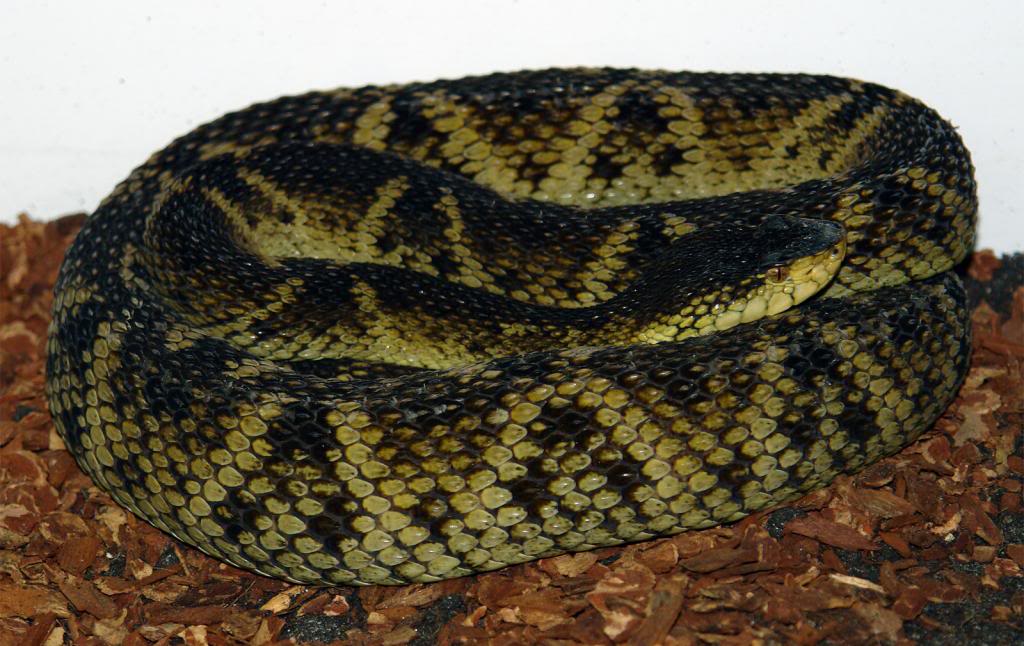 Serpente Bothrops atrox coletada na Floresta Nacional do Tapajós-FLONA/