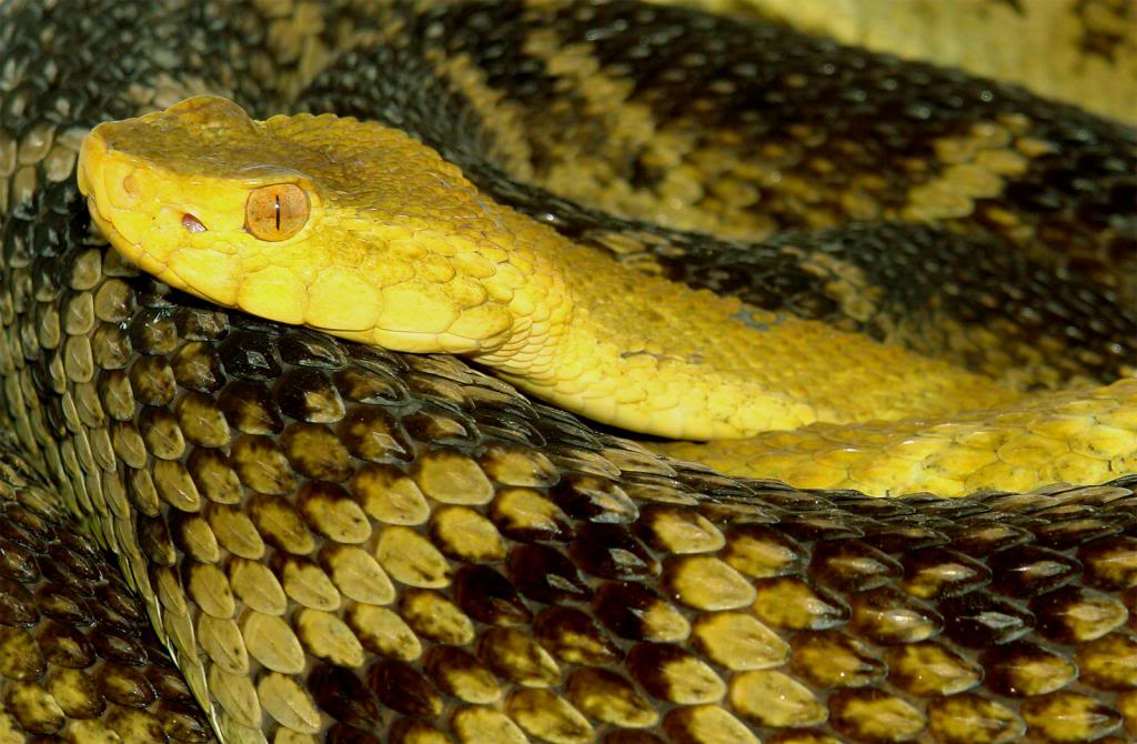 Bothrops (asper/atrox?) colombiensis Bothropscolombiensismale2_zpsabb06bda