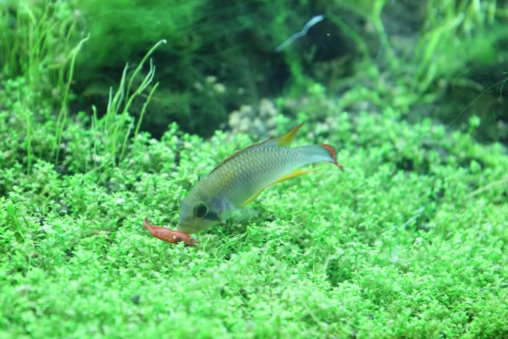 Mis nuevos ciclidos americanos, Apistogrammas Cacatuoides - Página 2 IMG_0454