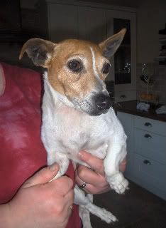 Misty JRT and Benji shih tzu  *rehomed* HPIM2764