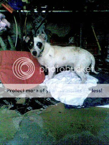 Male terrier * sent to rescue Image000