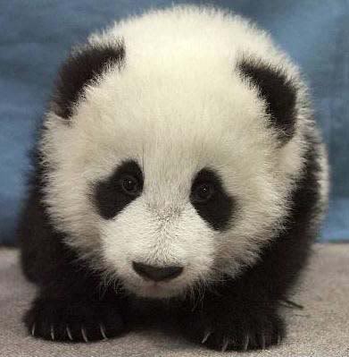 Animals PANDA