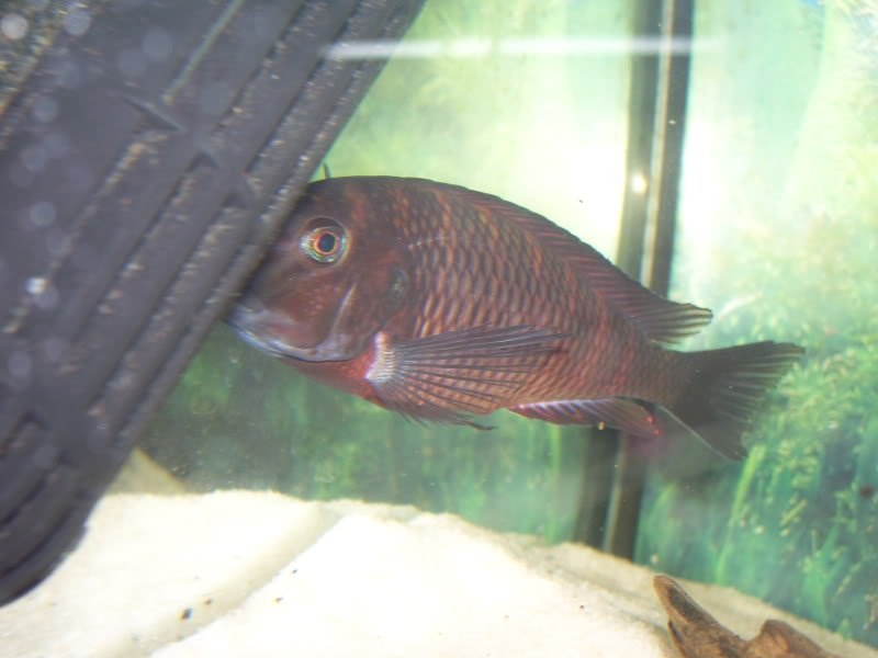 Tropheus sospechoso 100_8798