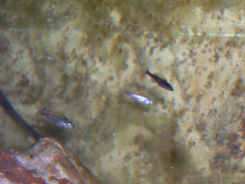 Cypricromis leptosoma mpulumgu NEGRO 100_9487