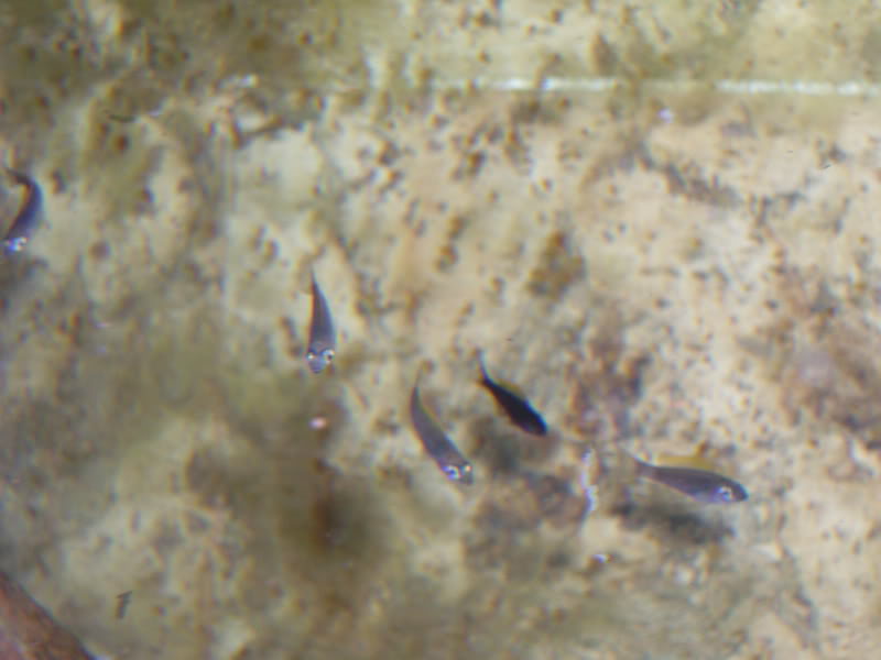 Cypricromis leptosoma mpulumgu NEGRO 100_9490