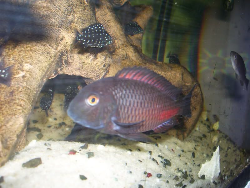 Tropheus sospechoso 100_9610