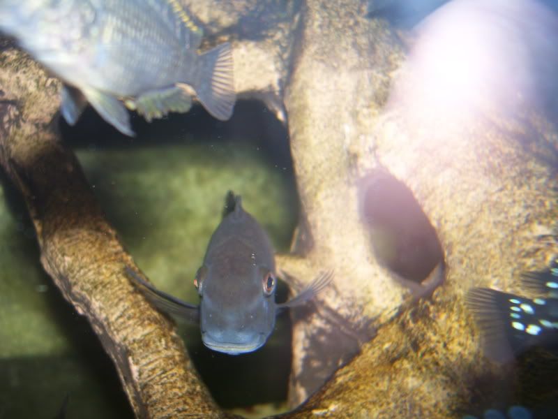 Tropheus sospechoso 100_9613