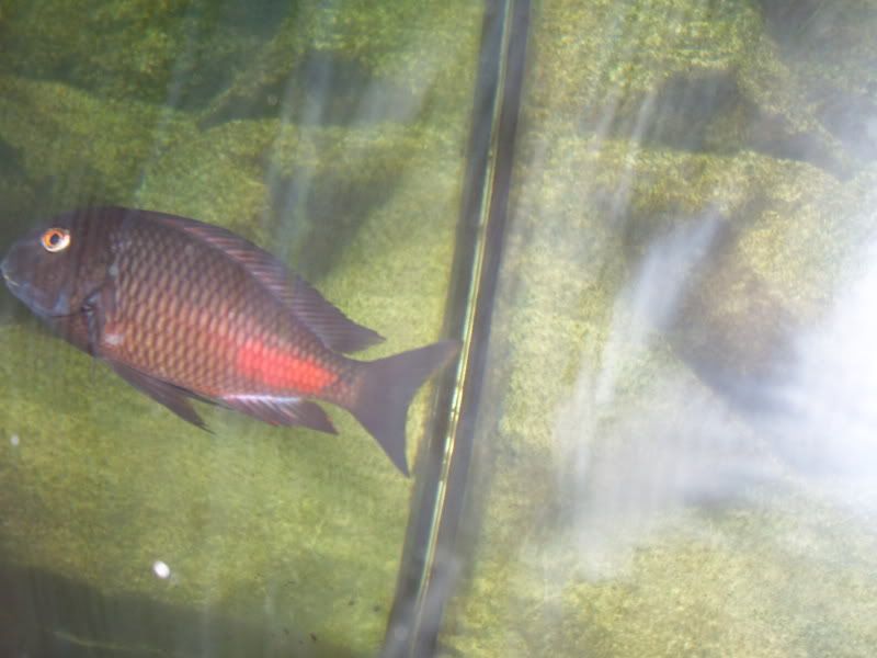 Tropheus sospechoso 100_9624