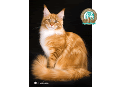 Breed Standard Maine Coon C17