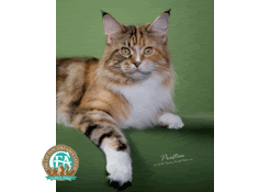 Breed Standard Maine Coon C20