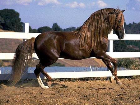 Brumby's Wild Horses Scarlatsrose