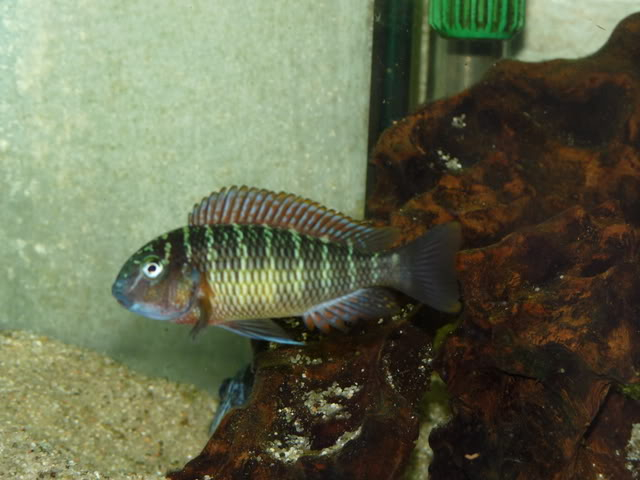 Mis humildes tropheus 1e359204