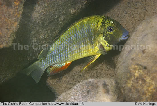 Curioso cíclido: Pseudosimochromis curvifrons Mabilibili 9c3a2639