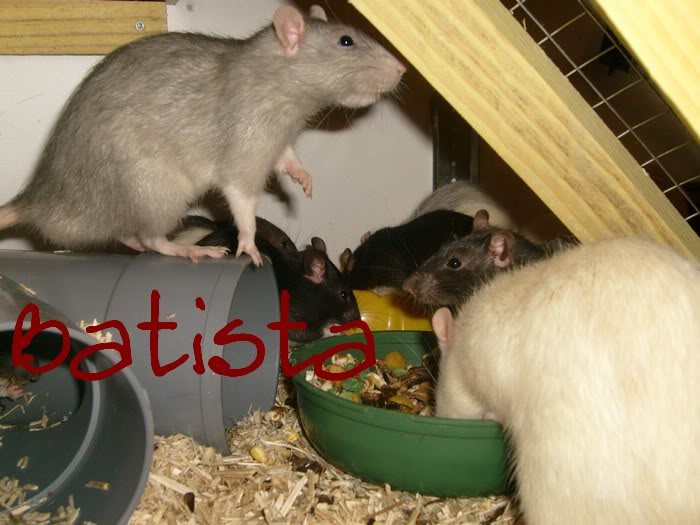 Mes rats <3 Batista